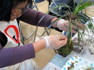 苔をひもで縛る様子の写真