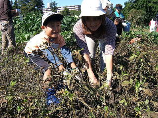 親子で楽しく落花生の収穫