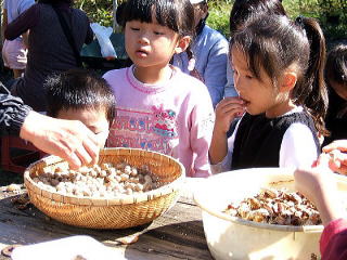 親子で楽しく落花生の収穫