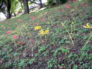 前回植えたものはもう花が