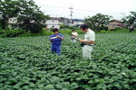 枝豆の出来栄えを審査