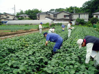 枝豆の出来栄えを審査