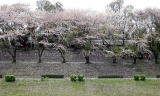 桜の利根運河