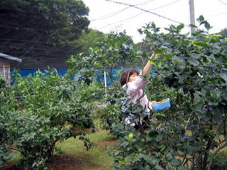 ブルーベリーの摘み取り