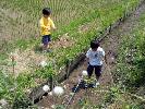 新川耕地の水路で小魚とり