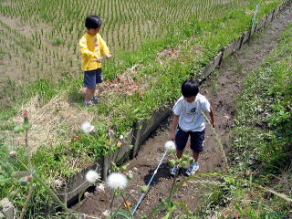 新川耕地の水路で小魚とり