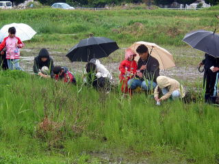 雨の中の放流の様子の写真