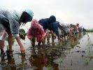 雨の中田植えをする参加者の写真