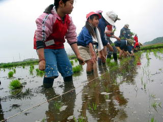 雨の中田植えをする参加者の写真