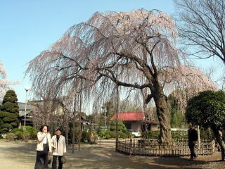 清龍院の「しだれ桜」の写真