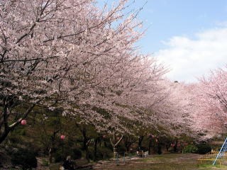 大宮神社の写真