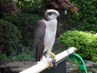 鳥の写真