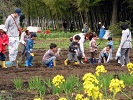 ごぼうを植える参加者の写真