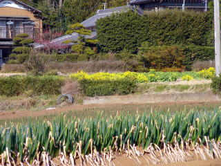 大畔の農家の写真