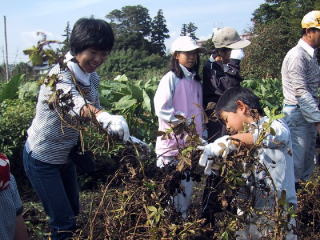 落花生を引き抜く参加者の写真