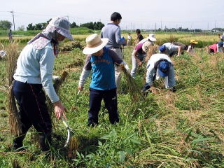 稲を刈る参加者の写真