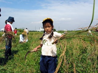 稲を見せてくれる参加者の女の子の写真